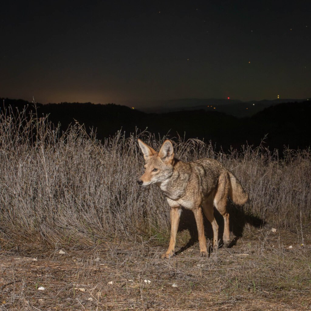 WCC OctNov 25-16.jpg