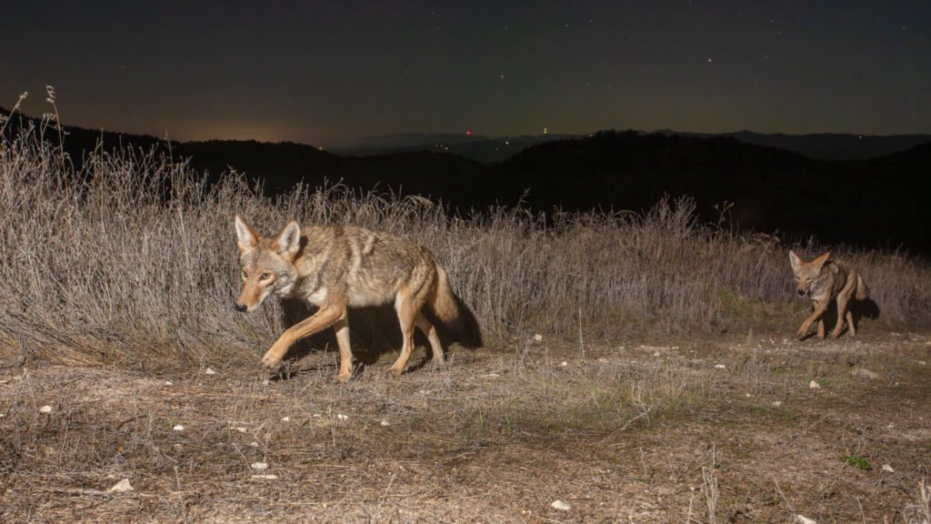 WCC OctNov 25-18.jpg