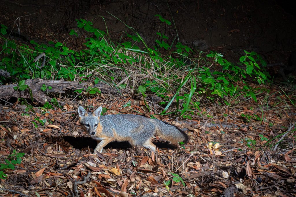 grey fox topanga May 2021 002.jpg
