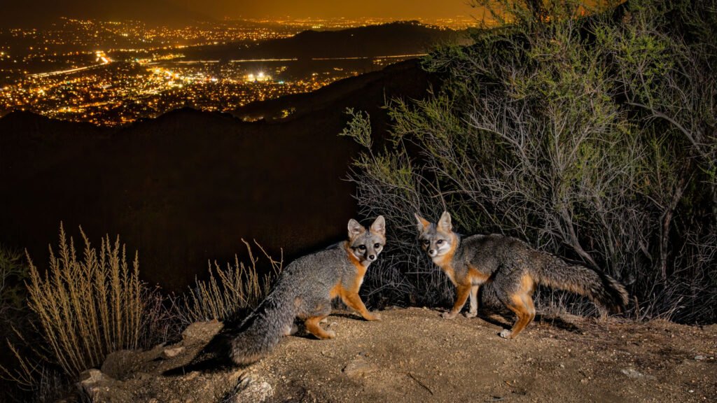 Pair of Grey Foxes above Los Angeles - Cognisys Scout trigger