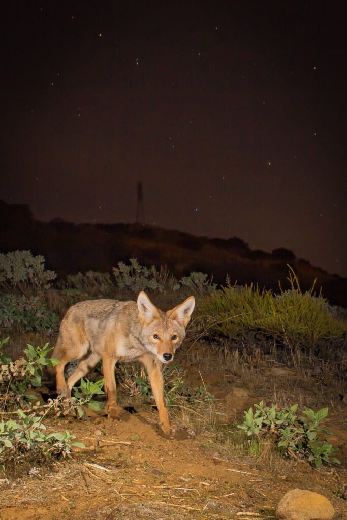 Coyote coming down the mountainside above my home. Note the stars and electrical pylon. Cognisys Sabre.