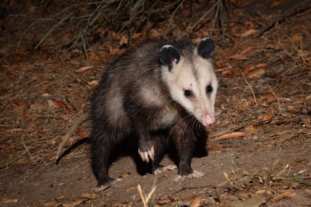 Barham Aug Sep 2020 -22.jpg