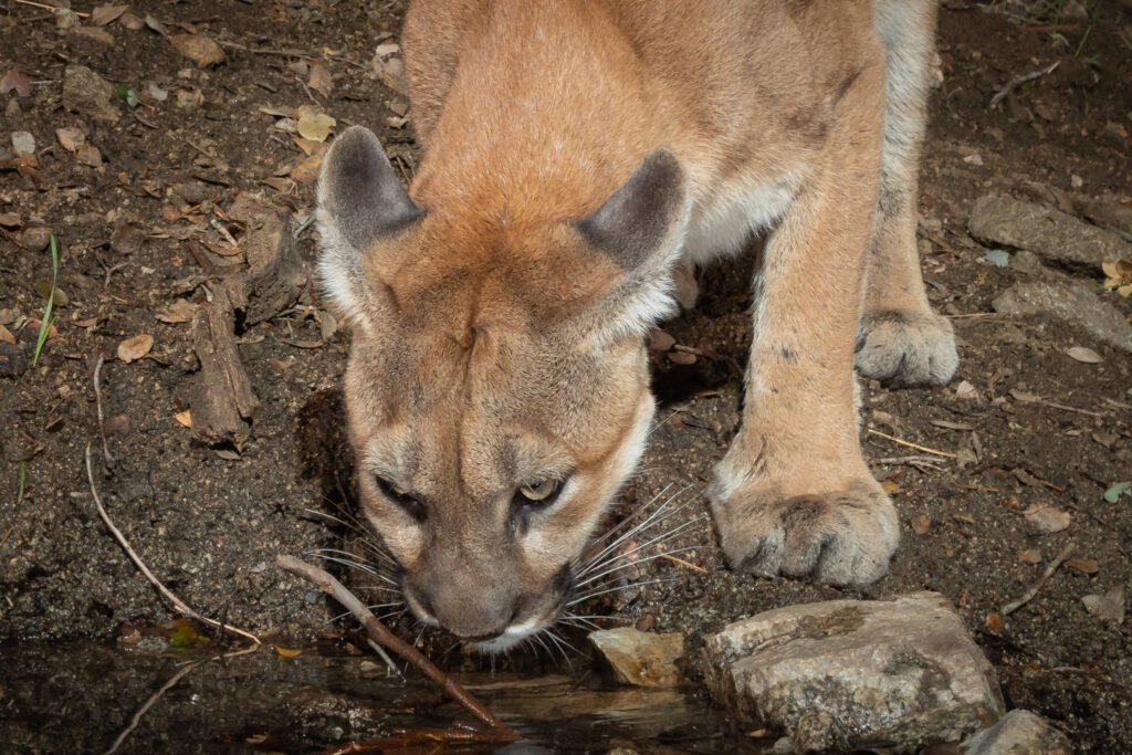 Lions PR Spring Jan 2019-8.jpg