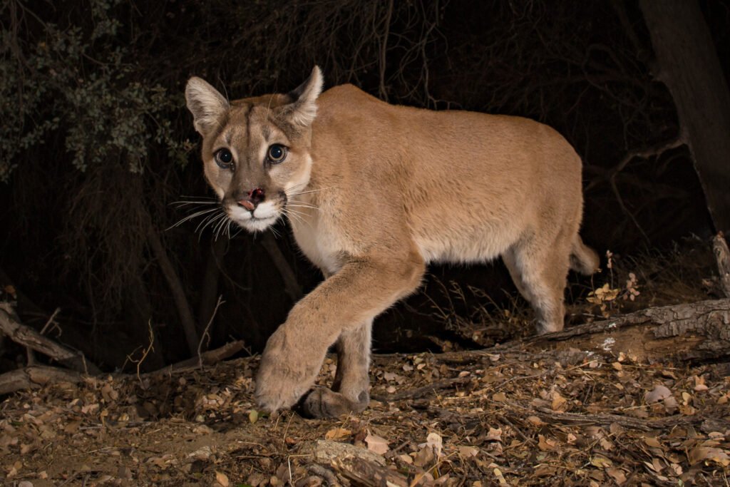 PR December 17-82.jpg