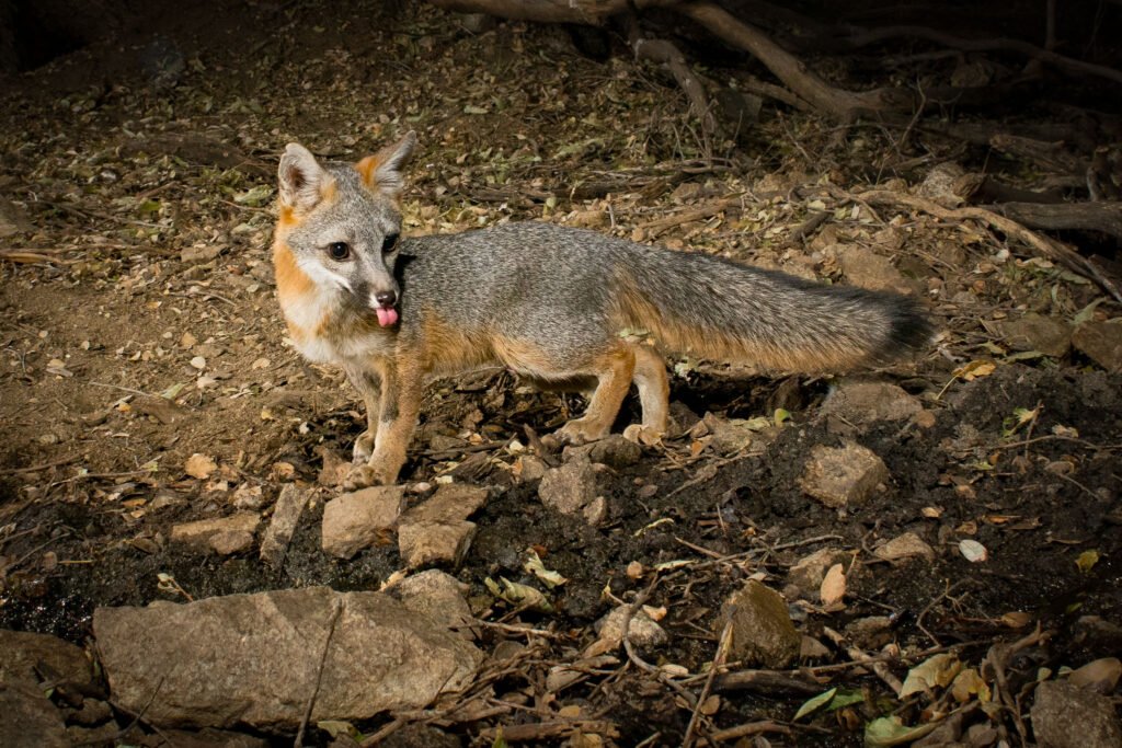 PR Fox-8.jpg