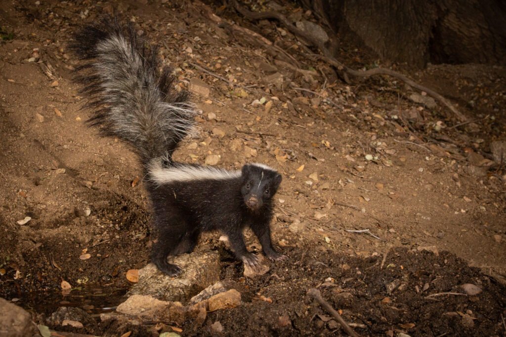 PR Spring July 19-22 Canon 2018 095.jpg