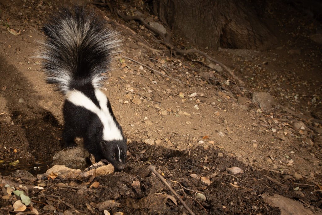 PR Spring July 19-22 Canon 2018 104.jpg