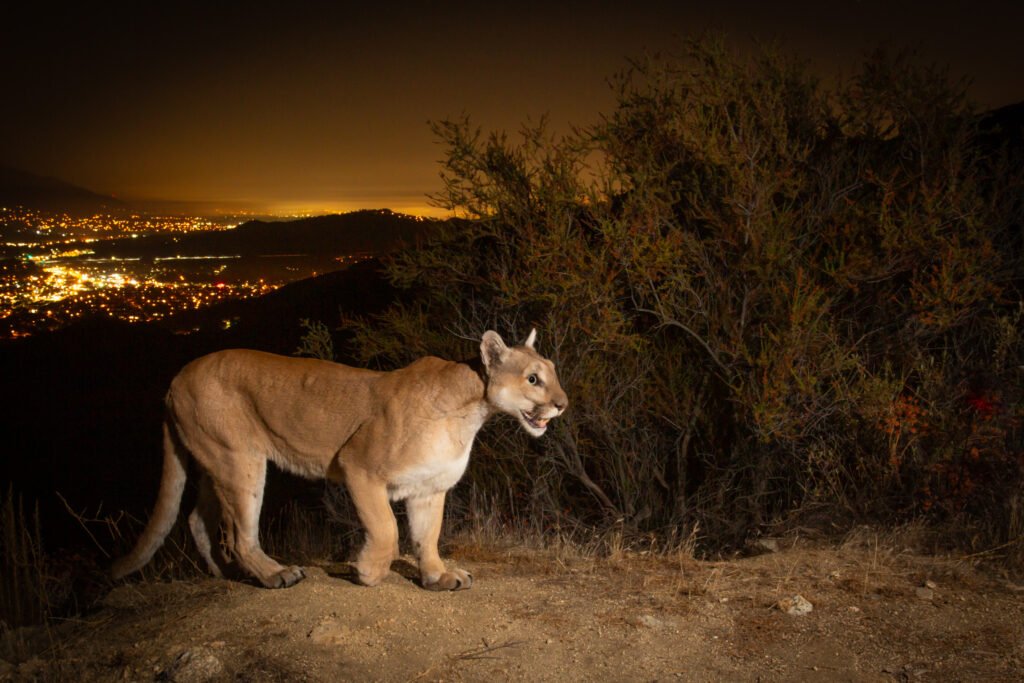 Steep Ridge Sep Oct 2018 016.jpg
