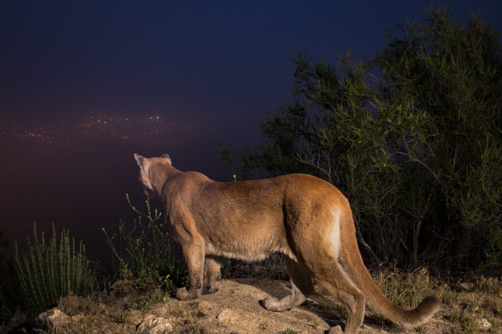 Young Bob over LA-2.jpg