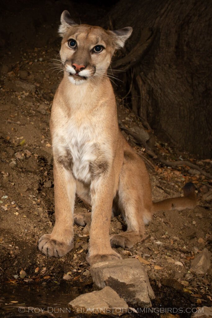 Young lioness PR.jpg